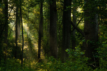 Rays of light in a forest
