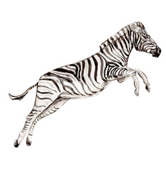 Hand drawn white black zebra . Tropical animal
