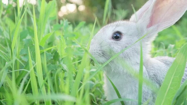 cute fluffy light gray domestic rabbit with big mustaches and ears on a green juicy meadow grazes on a bright sunny spring day. Slow motion , close - up . Concept for the spring holiday of Easter