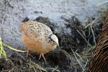 Laying quails like to bathe in the sand