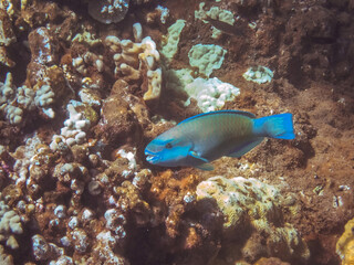 Fototapeta na wymiar Underwater image of Pacific ocean water and the coral reef taken in Maui Hawaii