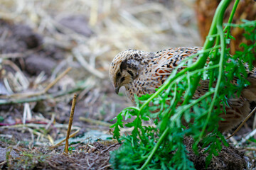 Laying quail like tansy phacelia, it gives healthy eggs