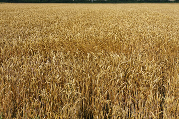 golden wheat field
