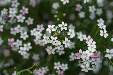 Flores blancas