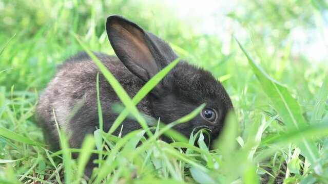 Charming little dark rabbit eats fresh juicy young grass on a green sunny meadow. Slow motion shot. European hare sitting in the grass .Symbol of Easter day