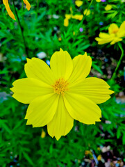 yellow flowers in the garden