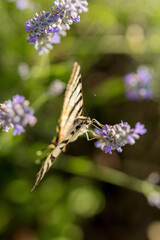 Podalirio - Podalirius