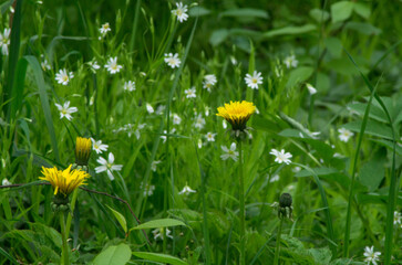 Beautiful yellow dandelion flowers on a meadow background with wild flowers