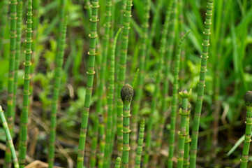 Young horsetail (Equisetum fluviatile) plants in swamp