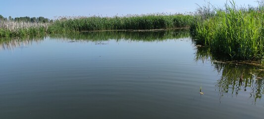 Fototapeta premium Green field with tall grass and trees on a blue lake. Ukrainian village, landscape on nature. Countryside beautiful place.