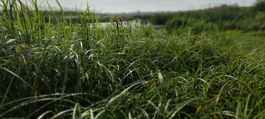 Fototapeta premium Photo green field with tall grass. Beautiful landscape of nature. Ukrainian village outside the city