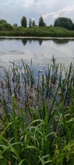 Green field with tall grass and trees on a blue lake. Country beautiful place, Ukrainian village, landscape on nature. Sunny day.