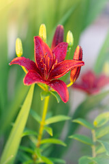 red lily lit by sunlight right after rain during spring (macro/close-up photo)