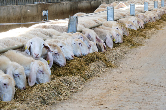 sheep eating hay in barn