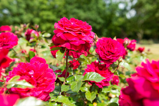 red roses bush in the garden at sunny day in summer closeup of blossoms © R. S.