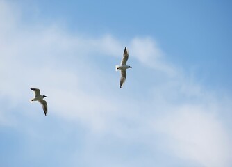 Couple of birds with white and grey plumage flying both in an open blue sky with white fluffy clouds with silver coloured sky near the forest and waiting for hunting starts. Freedom. 