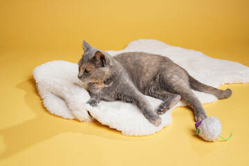 Adult european short hair cat blue tortie laying on a white faux fur rug , looking to the left on...