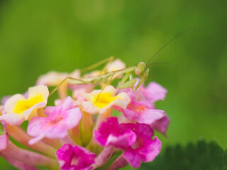 Mantis child on two-color flowers with natural background and blurry 