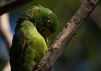 Charming pose of white-eyed parakeet or white-eyed conure (Psittacara leucophthalmus) in natural light. Tropical birds in forest.