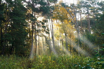 poranek w lesie © marko658