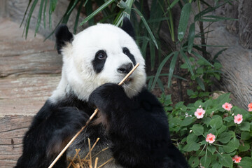 Fototapeta na wymiar Sweet Fluffy Panda in Thailand, Lin Hui