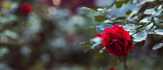 A red rose with raindrops at sunset. The background image is green-red. Natural, environmentally friendly natural background. A copy of the place for the text.