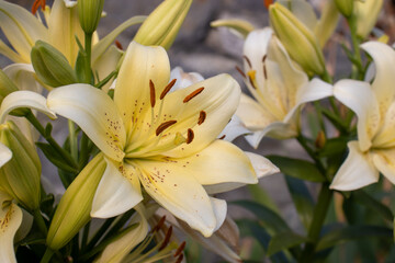 White and yellow lily flowers on stone wall background in the summer garden