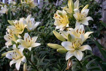 White and yellow lily flowers on stone wall background in the summer garden