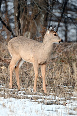 Young White-tailed Deer