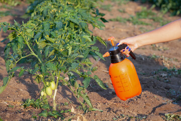 Spraying of tomato bushes. Protecting tomato plants from fungal disease or vermin with pressure sprayer in the garden. The concept of crop protection against pests. - obrazy, fototapety, plakaty