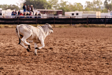 Calf In Camp Draft Event At Country Rodeo