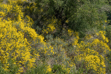 Nature landscape around Dimitsana, a mountain village, built like an amphitheatre, surrounded by mountain tops and pine forests, Arcadia region, Peloponnes, Greece