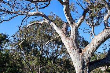 eucalyptus tree against blue sky