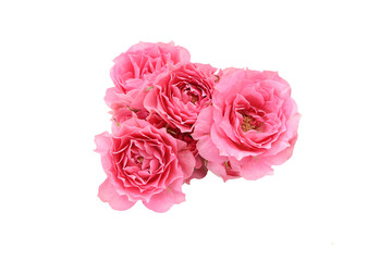 白背景の薔薇の花束