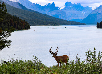 deer in the mountains