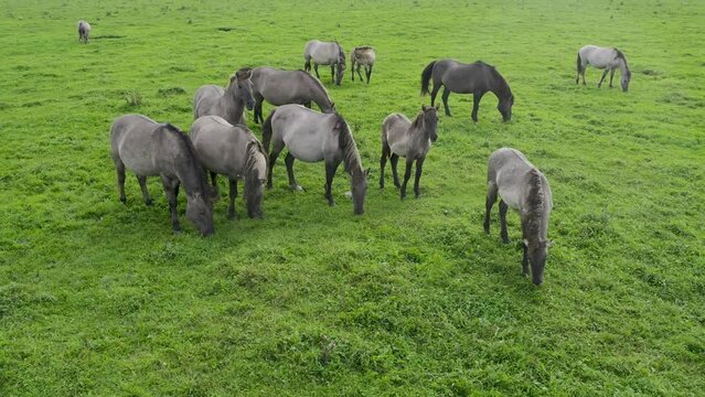 Drone flying around between various brown white mustangs and cows running on meadow and graze grass on the farmland. Group of animals on pasture. Rural scene. Endangered free wild horses in mountains