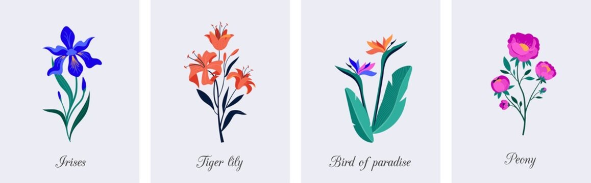 Spring botanical flowers illustrations. Blooming garden flowers. Irises, peony, bird of paradise and tiger lilies. Colorful flat illustrations