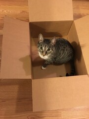 Cat in a Box