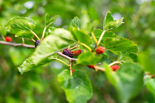 Mulberry ripens on a tree branch on a summer day. Delicious sweet berry, useful vitamins