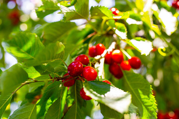 ripe red cherry on a tree branch. Harvesting berries in the garden