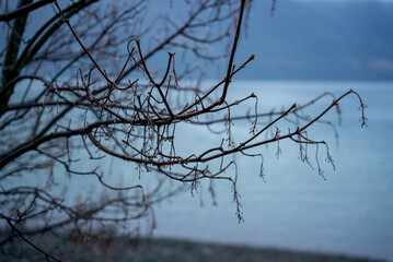 branches against sky