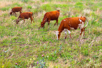 A herd of cows is grazing in the meadow, eating grass on a summer day