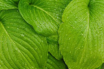 Obraz premium Background, texture of large green hosta leaves in drops of dew, water after rain. Photography of nature in the garden.