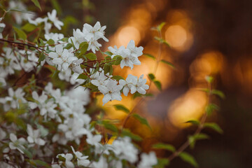 Close-up of a blooming white jasmine. Flowers and buds at sunset. Green natural background. Beautiful bokeh. A copy of the text space.