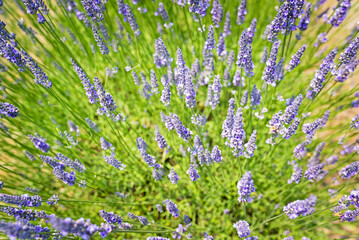 Obraz premium Close-up of organic lavender flowers on a lavender farm 
