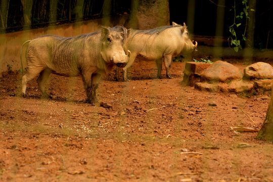 O javali comum é um membro selvagem da família dos porcos encontrados em pastagens, savanas e florestas na África subsaariana.