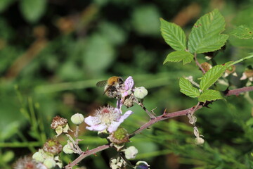 Bee on bramble flower.
