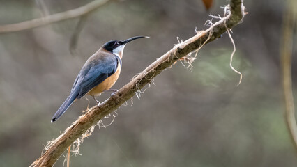 Obraz premium Male eastern spinebill (Acanthorhynchus tenuirostris) perched on a branch in the forest, Sydney, Australia.