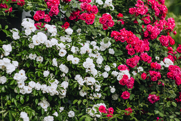 Beautiful curly decorative white, pink roses bloom in the garden close-up. Photography of nature, background, texture.