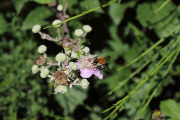 Bee on bramble flower.